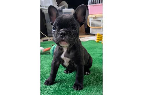 成約済の愛媛県のフレンチブルドッグ-365108の83枚目
