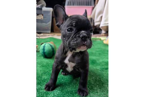 成約済の愛媛県のフレンチブルドッグ-365108の82枚目