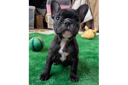 成約済の愛媛県のフレンチブルドッグ-365108の81枚目