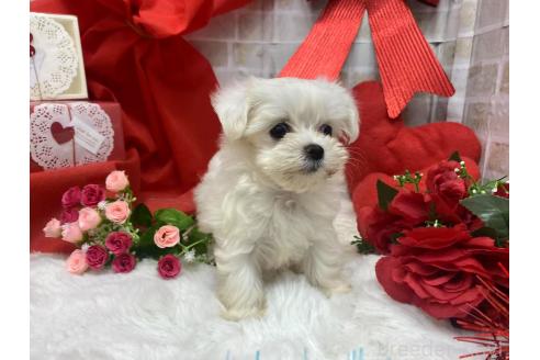 成約済の東京都のマルプー:マルチーズ×トイプードル-368247の3枚目