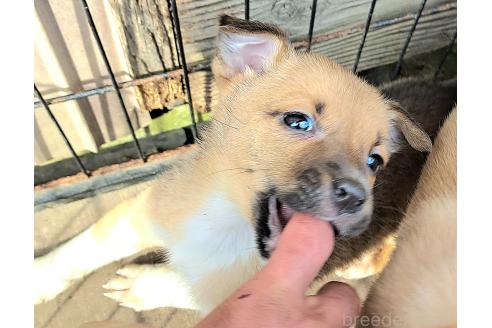 商談中の千葉県のミックス犬-368291