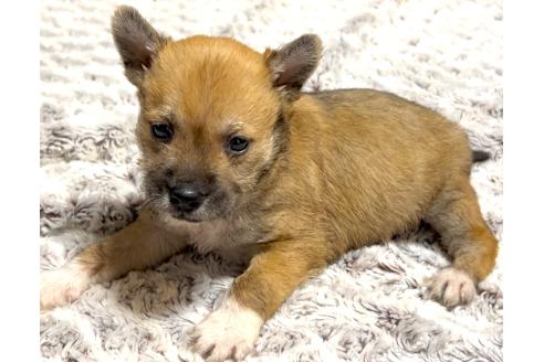 成約済の奈良県のミックス犬-368301の11枚目
