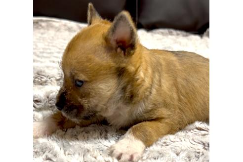 成約済の奈良県のミックス犬-368301の10枚目