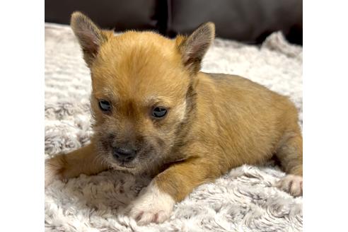 成約済の奈良県のミックス犬-368301の9枚目