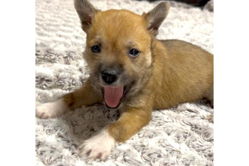 成約済の奈良県のミックス犬-368301の8枚目