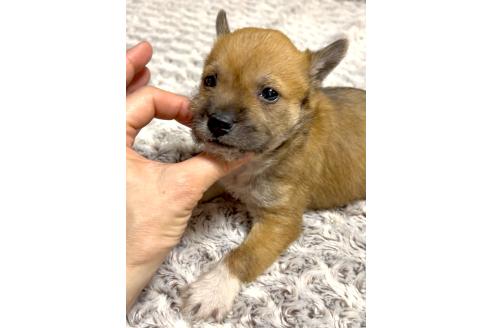 成約済の奈良県のミックス犬-368301の7枚目