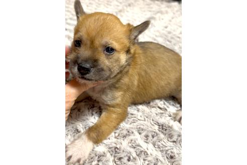 成約済の奈良県のミックス犬-368301の6枚目