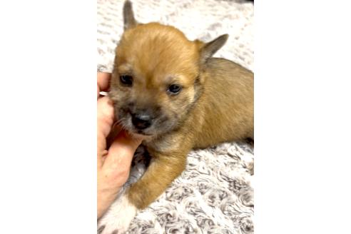 成約済の奈良県のミックス犬-368301の5枚目