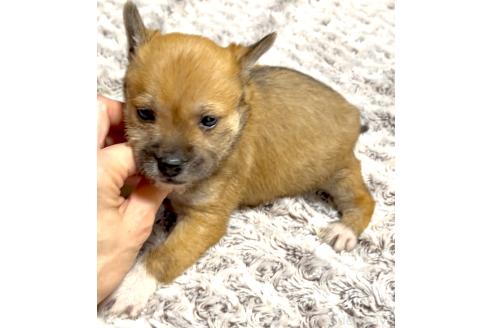 成約済の奈良県のミックス犬-368301の4枚目