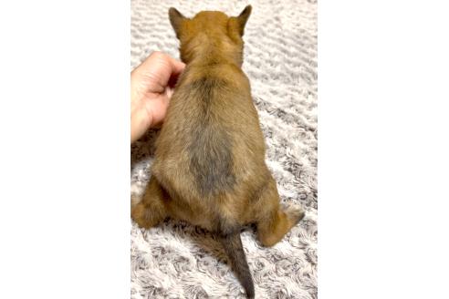成約済の奈良県のミックス犬-368301の3枚目