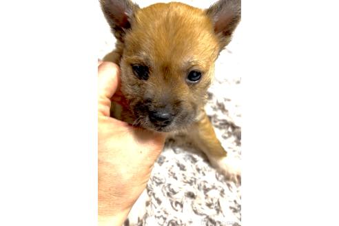 成約済の奈良県のミックス犬-368301
