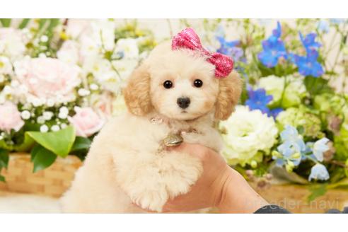 成約済の群馬県のティーカッププードル-359959の2枚目