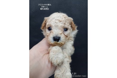 成約済の大阪府のティーカッププードル-361954の5枚目