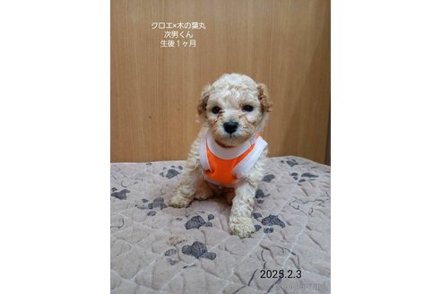 成約済の大阪府のティーカッププードル-361954の4枚目