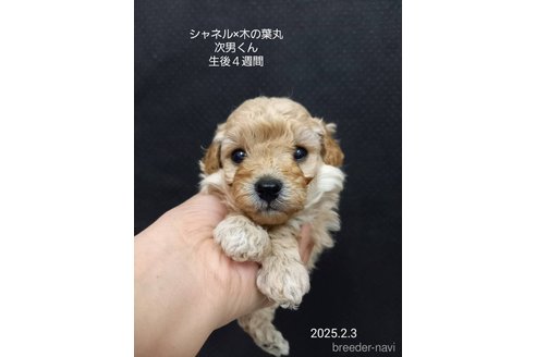 成約済の大阪府のティーカッププードル-362743の1枚目