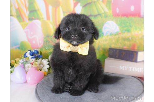 成約済の栃木県のミックス犬-368345の7枚目