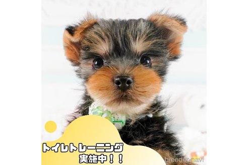 成約済の静岡県のヨークシャーテリア-368370の1枚目