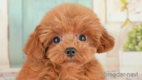 子犬