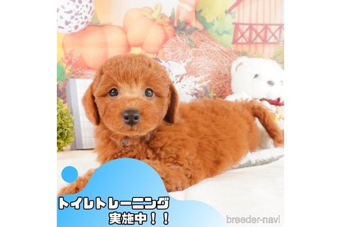 成約済の静岡県のトイプードル-368364の1枚目