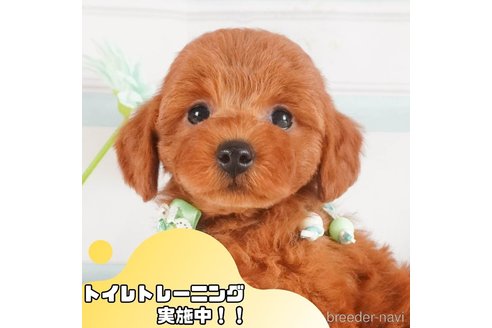 成約済の静岡県のトイプードル-368328の1枚目