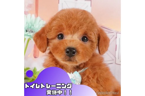 成約済ののトイプードル-368362