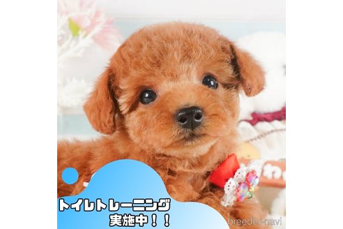 成約済ののトイプードル-368356