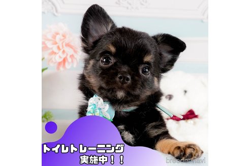 成約済の静岡県のチワワ(ロングコート)-368361の1枚目