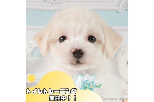 成約済の静岡県のビションプー:ビションフリーゼ×トイプードル-368341の1枚目