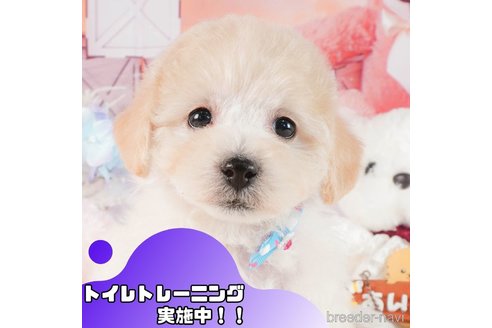 成約済ののビションプー:ビションフリーゼ×トイプードル-368336