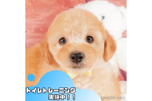 成約済の静岡県のトイプードル-368331の1枚目