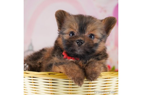 成約済の千葉県のミックス犬-368224の4枚目