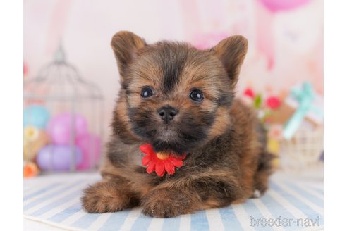 成約済の千葉県のミックス犬-368224の5枚目
