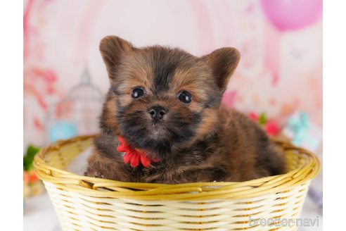 成約済の千葉県のミックス犬-368224の3枚目