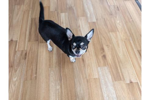 クロエちゃん1枚目
