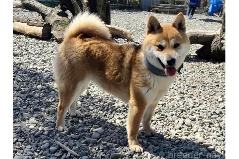 若葉ちゃん1枚目