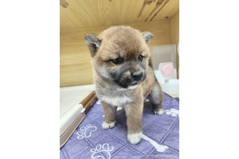 成約済の東京都の柴犬-365426の5枚目