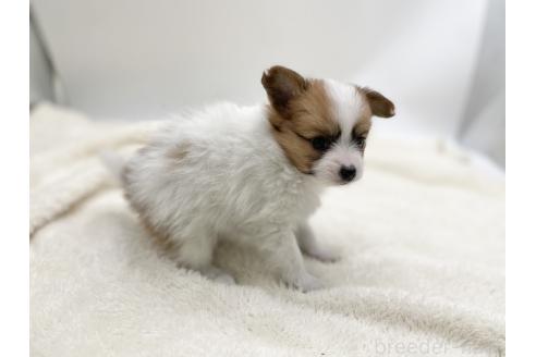 成約済の愛知県のパピヨン-368386の10枚目