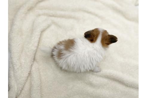 成約済の愛知県のパピヨン-368386の9枚目