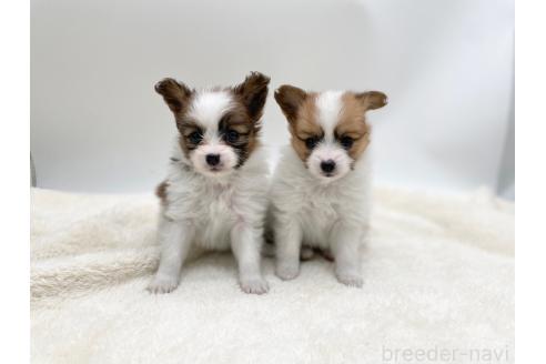 成約済の愛知県のパピヨン-368386の8枚目