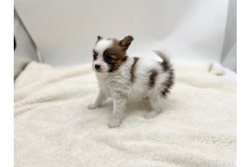 成約済の愛知県のパピヨン-368387の7枚目