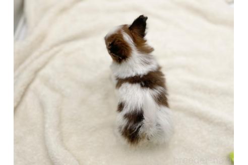 成約済の愛知県のパピヨン-368387の8枚目