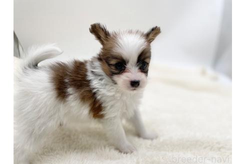 成約済の愛知県のパピヨン-368387の5枚目