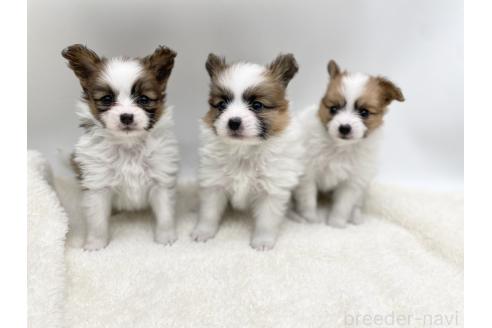 成約済の愛知県のパピヨン-368387の3枚目