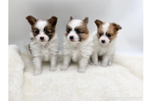 成約済の愛知県のパピヨン-368387の2枚目