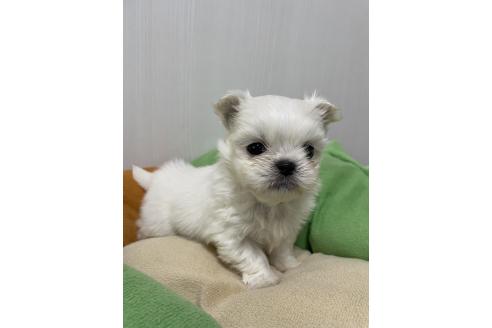 成約済の滋賀県のミックス犬-365451の10枚目