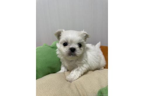 成約済の滋賀県のミックス犬-365451の9枚目