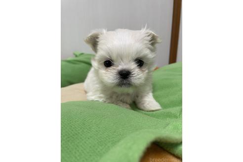 成約済の滋賀県のミックス犬-365451の8枚目