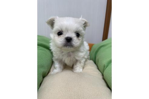 成約済の滋賀県のミックス犬-365451の7枚目