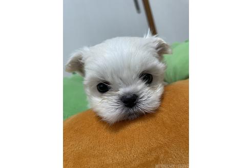 成約済の滋賀県のミックス犬-365451の6枚目
