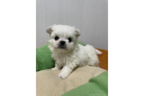 成約済の滋賀県のミックス犬-365452の10枚目